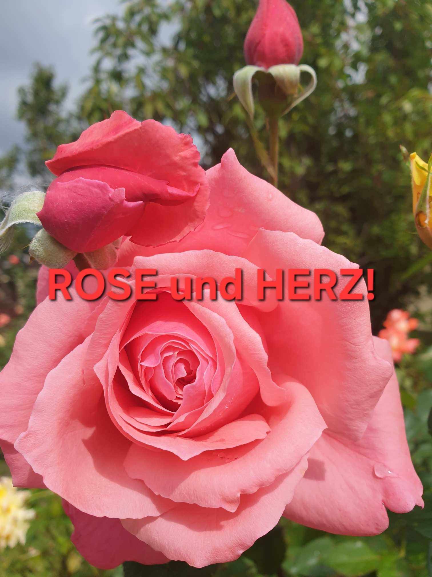 Du betrachtest gerade ROSE UND HERZgesundheit!